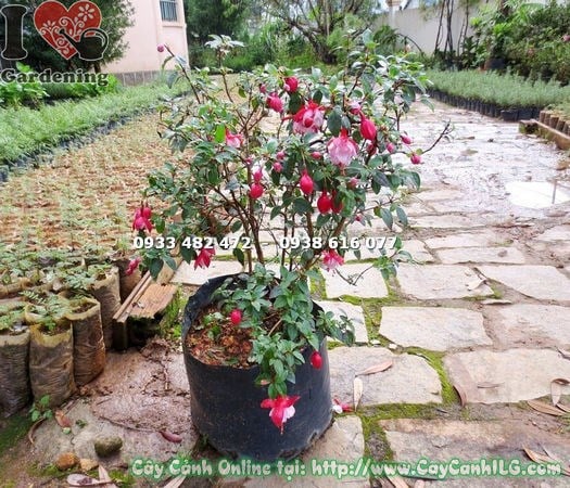Đặc điểm hoa lồng đèn búp bê cánh kép – cánh kép sắc hồng đỏ