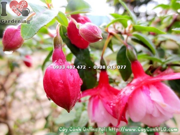 Cây lồng đèn búp bê cánh kép – ý nghĩa phong thủy và trang trí