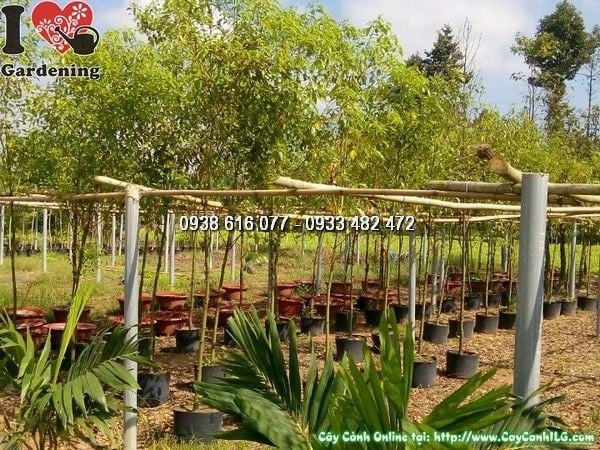 Cây long não cao 2m đường kính 2cm - phù hợp dự án cảnh quan công trình