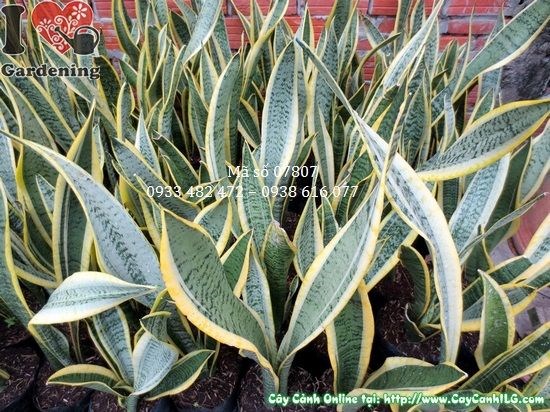 Chi tiết lá cây lưỡi hổ với vằn đặc trưng