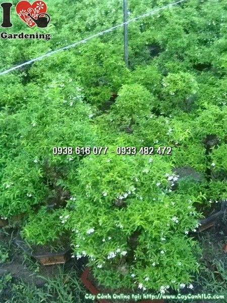 Cây mai chiếu thủy bonsai cao 50cm – tác phẩm bonsai mini đẹp