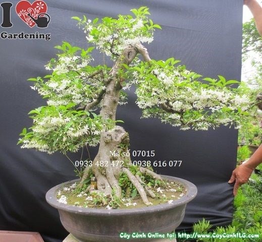 Cây mai chiếu thủy bonsai đẹp với hoa trắng tinh khôi