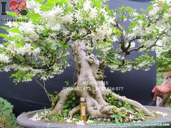 Hoa mai chiếu thủy trắng tinh khôi nở rộ sau khi kích hoa