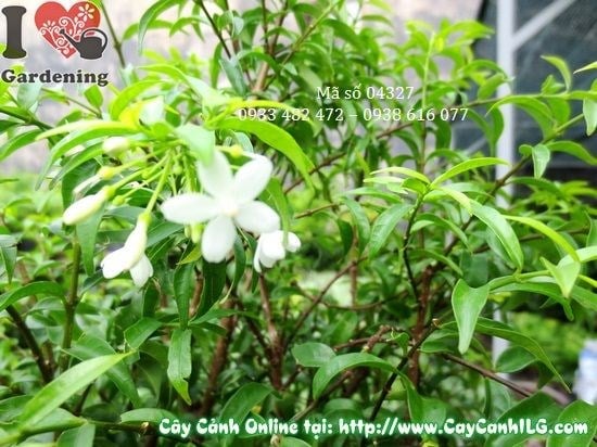 Cây mai chiếu thủy cao 60cm hoa trắng xinh đẹp