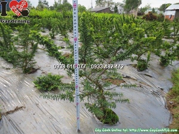 Lá và hoa cây mai chiếu thủy giống mới cao 50cm