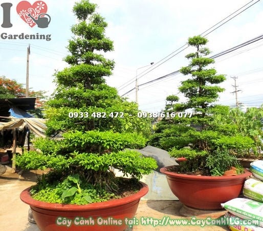 Cây mai chiếu thủy kiểng cổ lớn gốc to Ms 17897