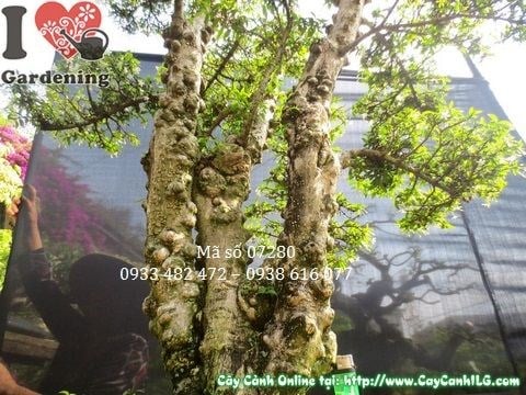 Cây mai chiếu thủy lá nhỏ bonsai cao 105cm nhìn từ góc độ khác tại vườn ILG