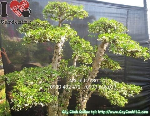 Hoa mai chiếu thủy lá nhỏ trắng tinh khiết rủ xuống đẹp mắt