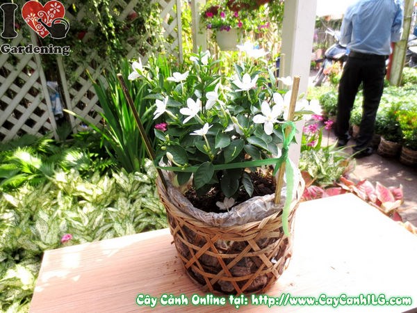 Cây mai chỉ thiên 25cm trong chậu cảnh trang trí