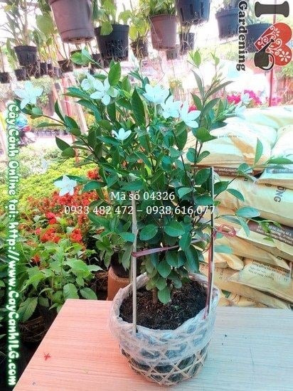 Quả mai chỉ thiên chuyển màu từ xanh sang đỏ