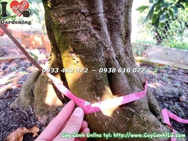 cây mai vàng cổ thụ gốc đẹp tán đẹp cao 4m – Ms 19403