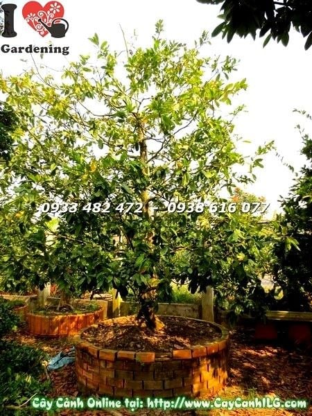 cây mai vàng cổ thụ tán đẹp cao 4m trồng sân vườn