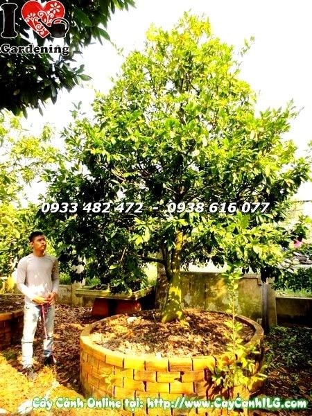 cây mai cổ thụ gốc đẹp tán đẹp cao 4m ý nghĩa phong thủy