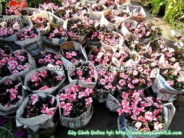 Đặc điểm hoa và lá cây mai địa thảo màu hồng Ms 20020