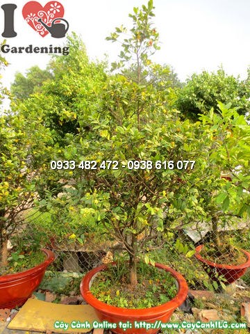 Cây mai đỏ cao 1,8m khỏe mạnh, lá xanh tươi tốt