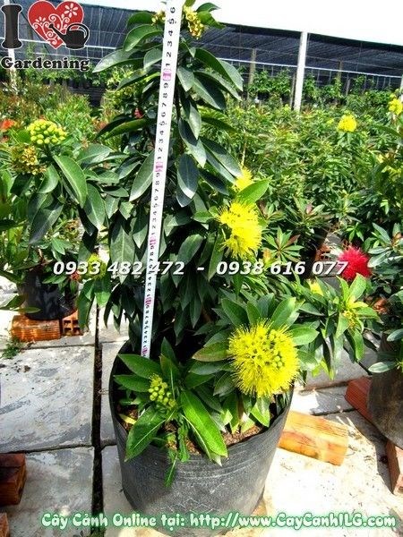 Cây mai thái vàng - tổng quan loài