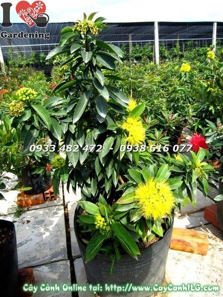 Hoa mai thái vàng màu vàng rực rỡ nở quanh năm