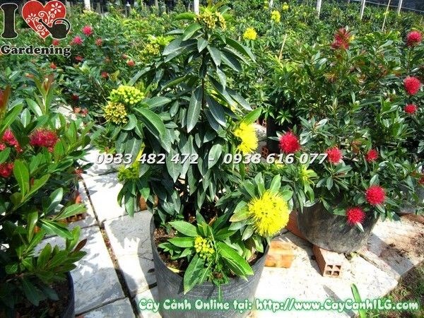 Chi tiết hoa và lá cây mai thái vàng