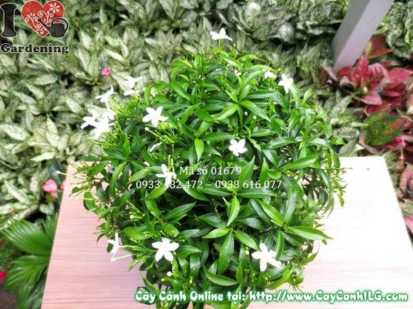 Hàng cây mai tiểu thư trồng cảnh quan đẹp mắt