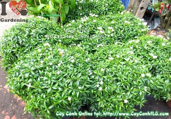 Cây mai tiểu thư cao 40cm tại vườn ILG