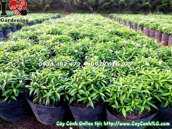Cây mai tiểu thư cắt tròn đẹp dùng trang trí cảnh quan