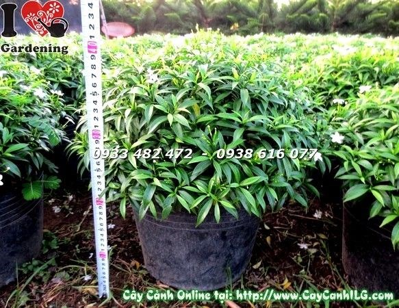 Cây mai tiểu thư sau khi cắt tỉa tạo dáng tròn đẹp
