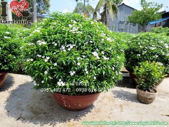 Hoa trắng cây mai tiểu thư cắt tròn lớn tán 80cm