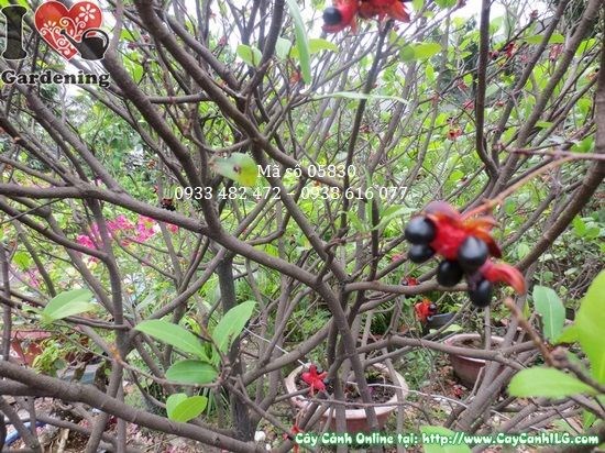 Cây mai tứ quý cao 1m8 – cây trưởng thành đẹp tại ILG