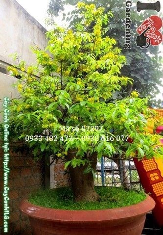 Cây mai vàng bonsai cổ thụ 2m3 – chi tiết gốc và thân hoành 74cm