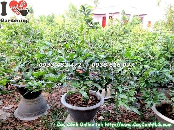 Cây mai vàng trồng chậu sân vườn