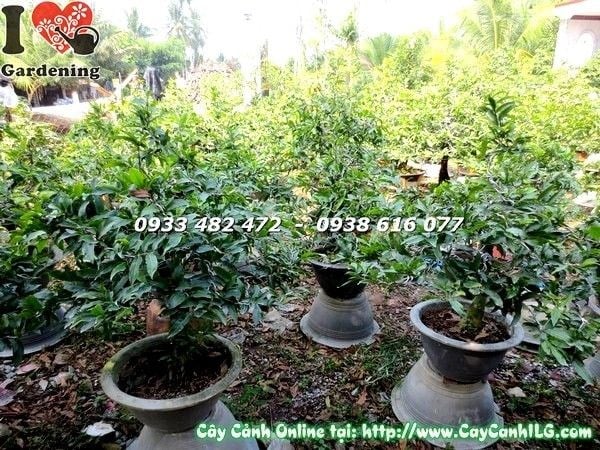 Tạo dáng và cắt tỉa cây mai vàng bonsai