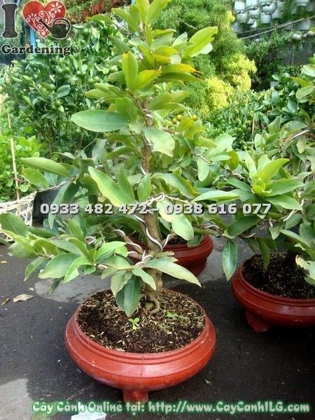 Cây mai vàng 65cm cành nhánh đẹp tại vườn ILG