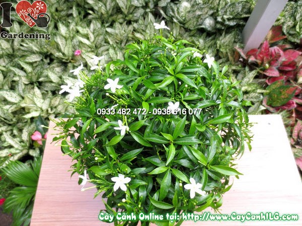 Cây mai vạn phúc cao 30cm – tán vòm đều đẹp, hoa trắng tinh khôi