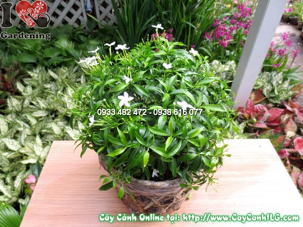 Cây mai vạn phúc 30cm – hoa trắng nhỏ xinh nở trên tán lá xanh hình vòm cung