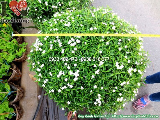 Cây mai vạn phúc Ms 12458 cao 50cm tán 70cm – toàn cảnh cây
