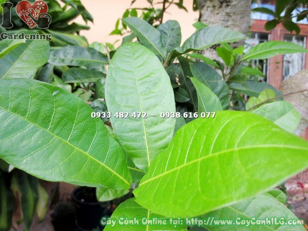 cây mai xanh bonsai cao 1.7m ứng dụng cảnh quan