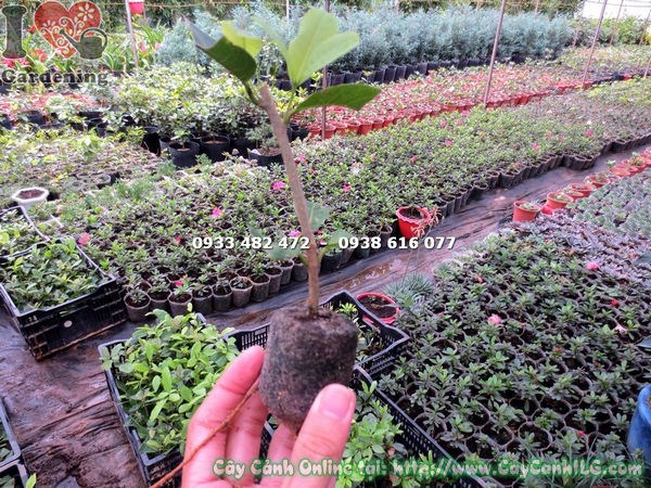 Cây mai xanh giống trong viên nén cao 10cm Ms 13354 ILG