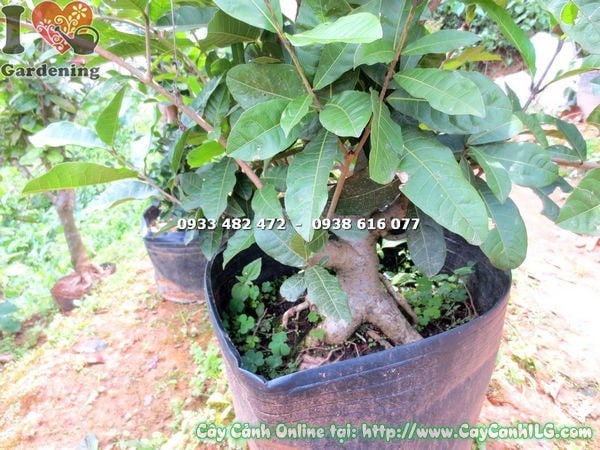 Cây mai xanh gốc lớn 50cm trồng chậu trang trí ngoại thất