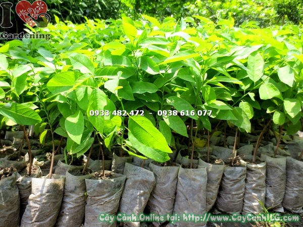 Cây mãng cầu giống cao 20cm tại vườn ILG TP.HCM