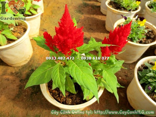Hình ảnh cây mào gà mỹ hoa đỏ cao 15cm ms 14701