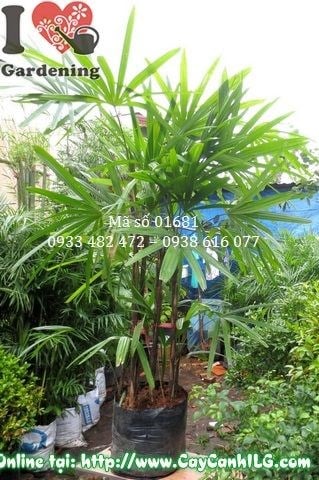 Tán lá xanh bóng đẹp của cây mật cật