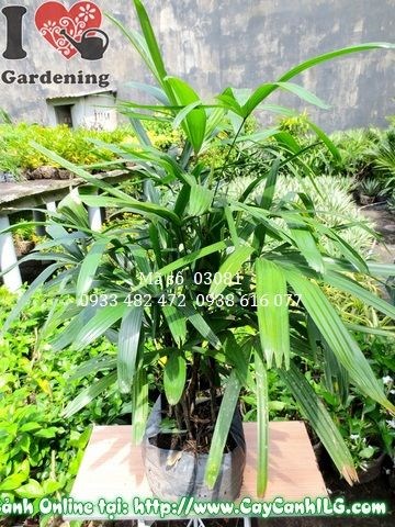 Cây mật cật 90cm tại vườn ILG