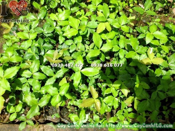 Lá cây mật gấu xanh bóng khỏe mạnh không sâu bệnh