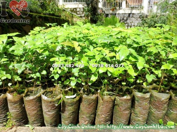 Cây mật gấu giống cao 12cm tại vườn ILG