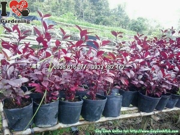 Cây mắt nai cao 30cm lá xanh bóng đẹp