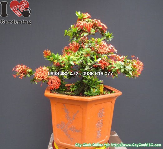 Cây mẫu đơn đỏ bonsai tạo dáng đẹp