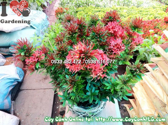 Cây mẫu đơn đỏ ứng dụng cảnh quan