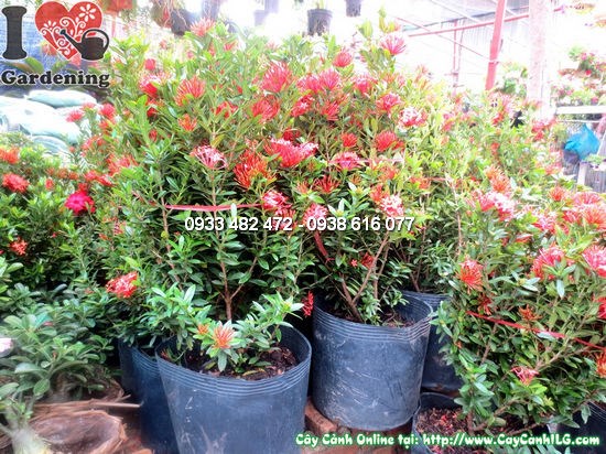 Cây mẫu đơn đỏ lớn cao 60cm - hoa đỏ rực rỡ