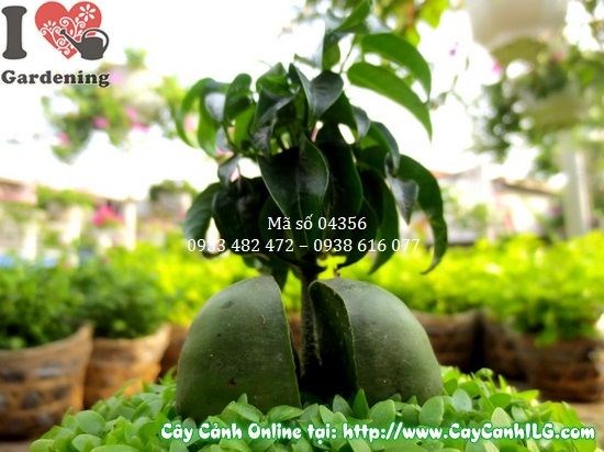 Đặc điểm cây may mắn cẩm thạch ms 04356