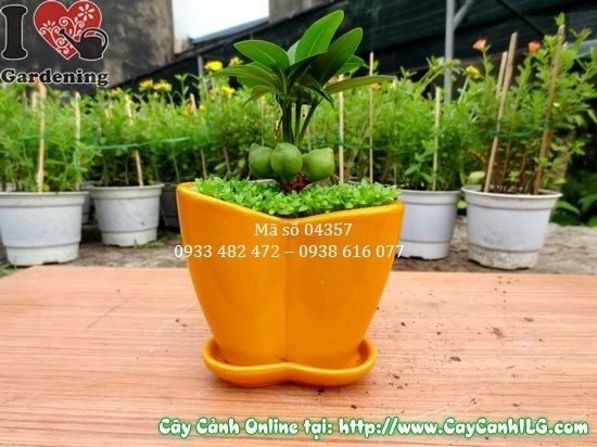 Cây May Mắn Chậu Trái Tim 10cm - quà tặng ý nghĩa trang trí bàn làm việc